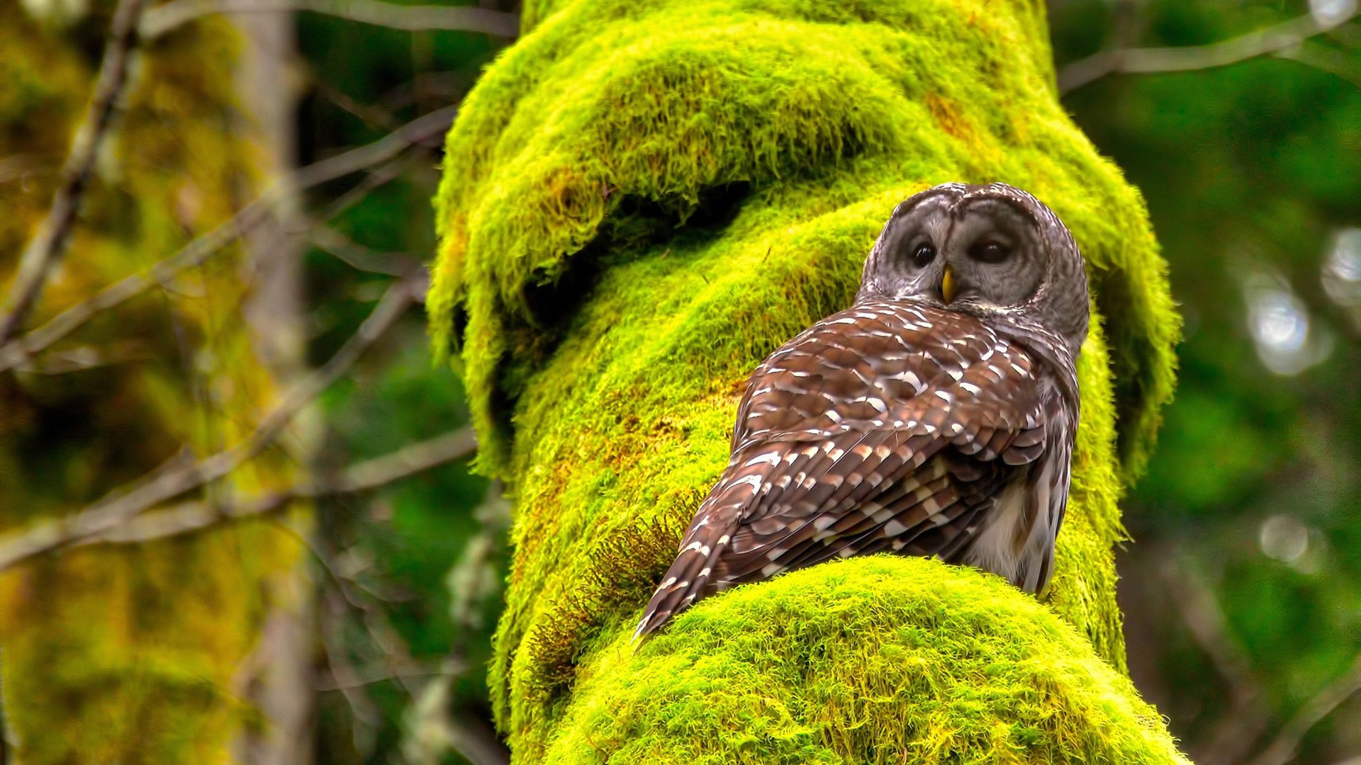 全场焦点:李明的全面表现奠定北京获胜基础,李明资料