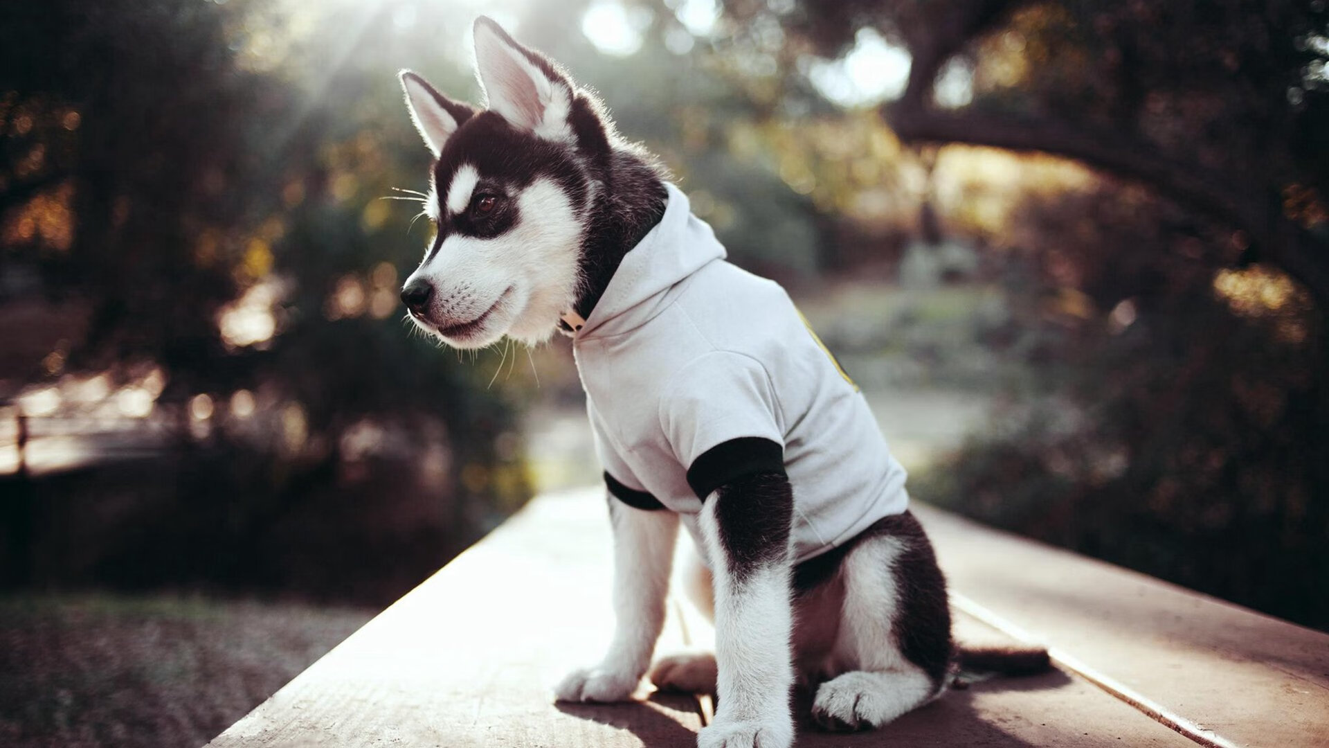 开云网页版登录入口-产业融合：汽车制造商的赛场新布局，汽车产业链技术服务平台