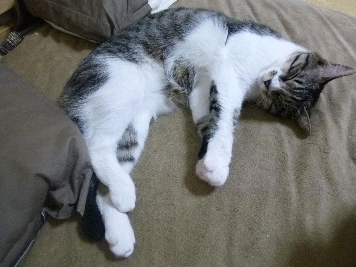 开云中国官网-德甲俱乐部引入先进训练设备，提升青训水平，德甲俱乐部引入先进训练设备,提升青训水平